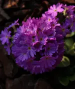 Kugelprimel 0312.webp