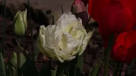 Tulpe gefuellt.webp