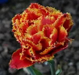 Tulpe orange_bunt.webp