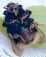 DSC_7016 tote Hummel.webp