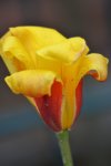 DSC_7073 Tulpe.jpg