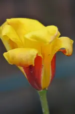 DSC_7073 Tulpe.webp