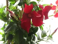 003.webp