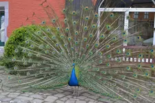 DSC_0012.webp