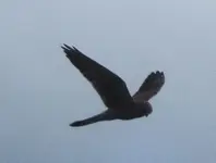 2012_0419Frühling0045  --.webp