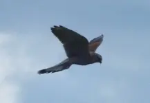 2012_0419Frühling0047 ,,.webp