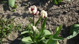 lila_weißeTulpe1_12.webp