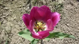 lilaTulpe1_12.webp