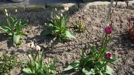Tulpen_altesBeet1_12.webp