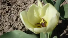 weißeTulpe1_12.webp