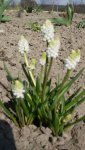 Muscari_alba1_12.jpg