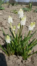 Muscari_alba1_12.webp