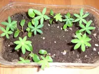 Lupine.webp