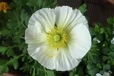 Mohnblüte.webp
