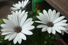 weißes Kapkörbchen.webp