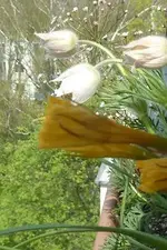 Wildnarzisse und Küchenschelle weiß.webp