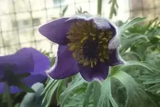 Lieblingsblume Küchenschelle.webp