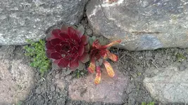 17042012559.webp