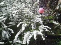 Spierstrauch.18.04.2012.webp