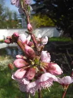 CIMG9305.webp
