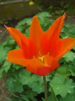 CIMG9367.webp