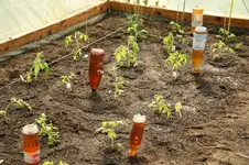 klein Tomaten im Zelt.webp