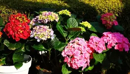 Hortensien_Trio_smaller.webp