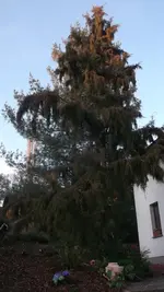 2012-März 034.webp