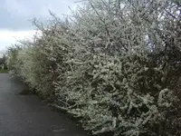 BILD1278.webp