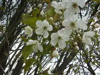 BILD1284.webp