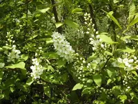 BILD1308.webp