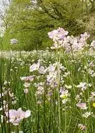 Wiesenschamkraut.webp