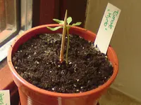 tomate-4wo.webp