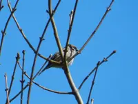 Spatz041.webp