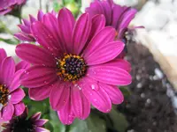 006.webp