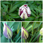 page rembrandt tulpe.webp