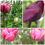 page tulpen pinklila.webp