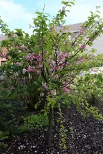 Mandelbaeumchen 0412.webp
