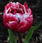 Tulpe 2104.webp