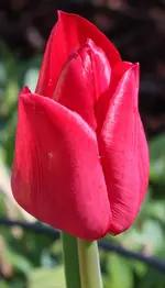 Tulpe_2 2104.webp