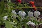 Blüte Dicentra.jpg