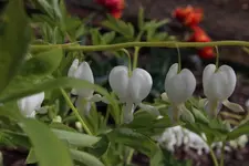 Blüte Dicentra.webp