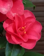 Kamelie 0412.webp