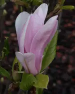 Magnolie rosa.webp