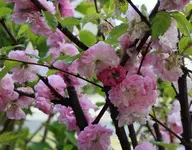 MB_Blüte 0412.webp