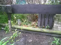Magnolie.21.04.2012.webp