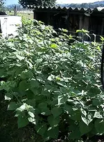 Gartenandenbeere.webp