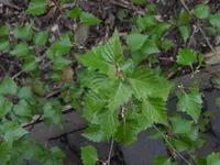 Baum2.webp