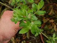Baum3.webp