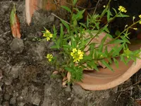 Staude2.webp